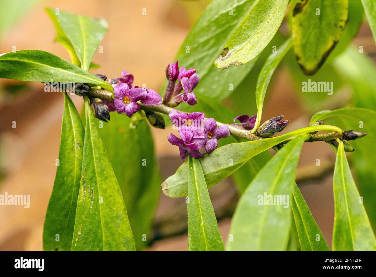 Mezereon, febbraio daphne (Daphne mezereum), ancora a foglia intera nel tardo autunno, cambiamento climatico, Germania, Baviera, Idental Foto Stock