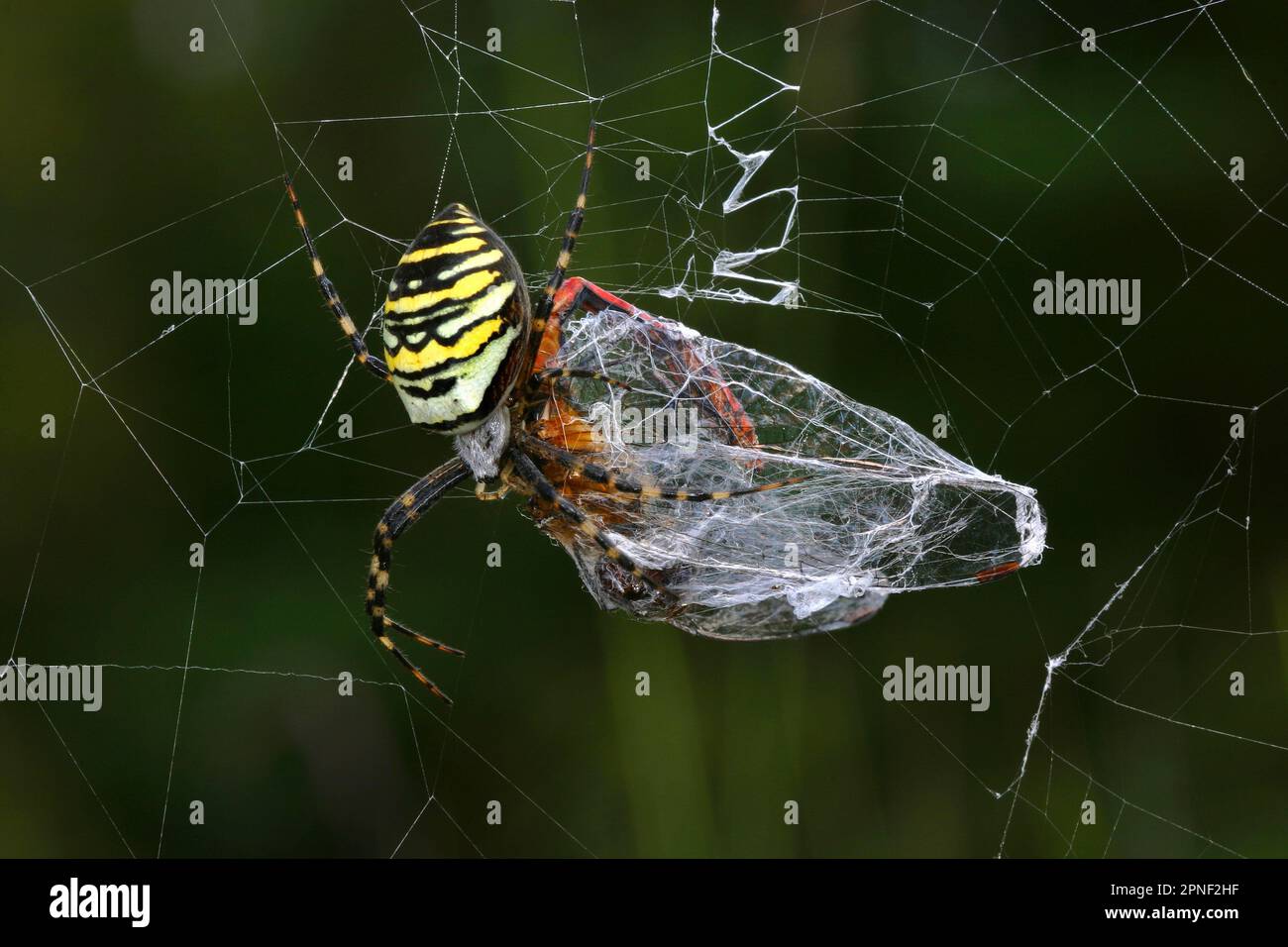 Argiope nero e giallo, ragno da giardino nero e giallo (Argiope bruennichi), femmina con libellula come preda nel web, vista dorsale, Germania Foto Stock