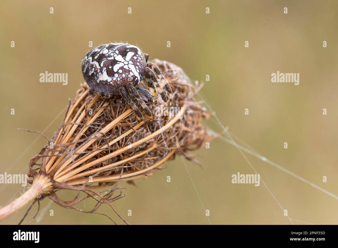 Cross orbweaver, ragno giardino europeo, ragno croce (Araneus diadematus), su un'infarcescenza di carota selvatica, Germania Foto Stock