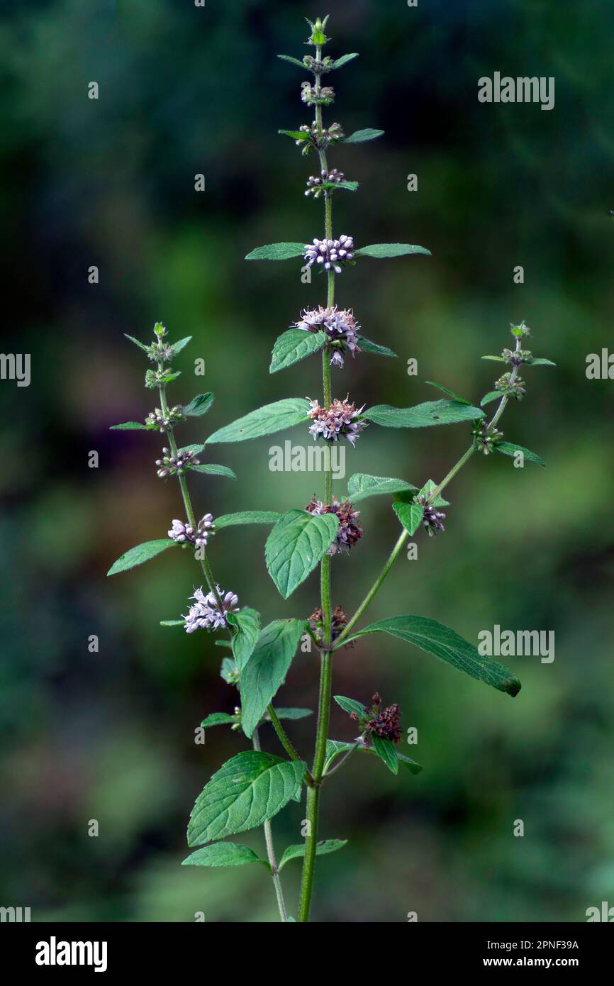 Zecca di Brook, Zecca canadese, Zecca comune, Zecca di mais, Zecca di mais europea, Zecca di campo (Mentha arvensis), fioritura, Germania, Baviera Foto Stock