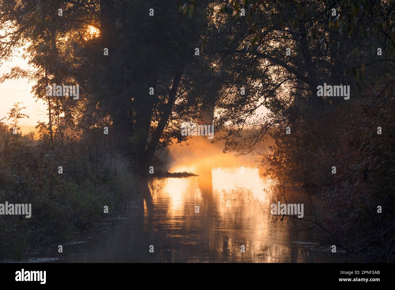 Nebbia al suolo all'alba sul fiume Dorfen, Germania, Baviera Foto Stock