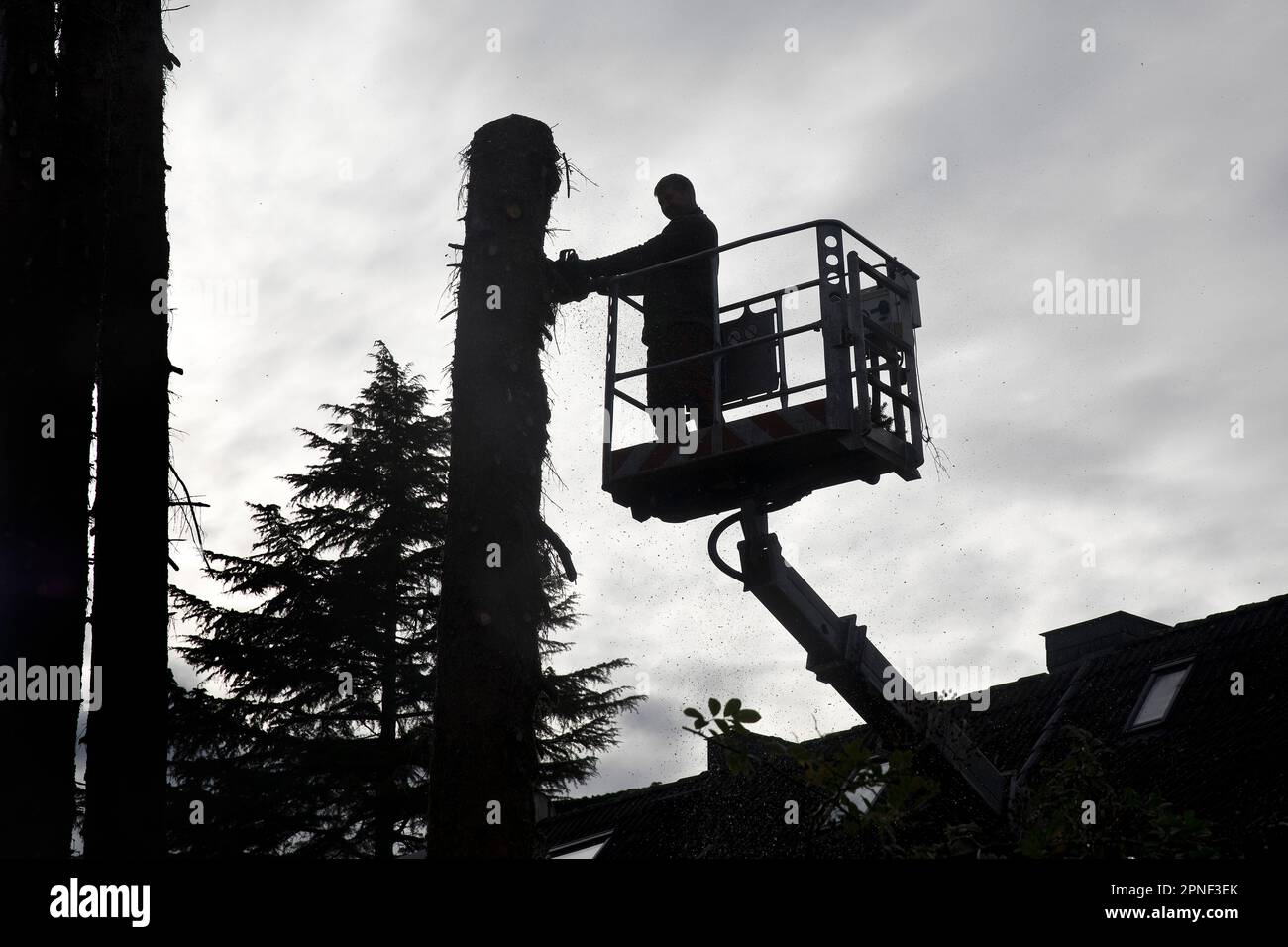Albero Feller su una piattaforma di lavoro al lavoro contro la luce, Germania, Nord Reno-Westfalia Foto Stock