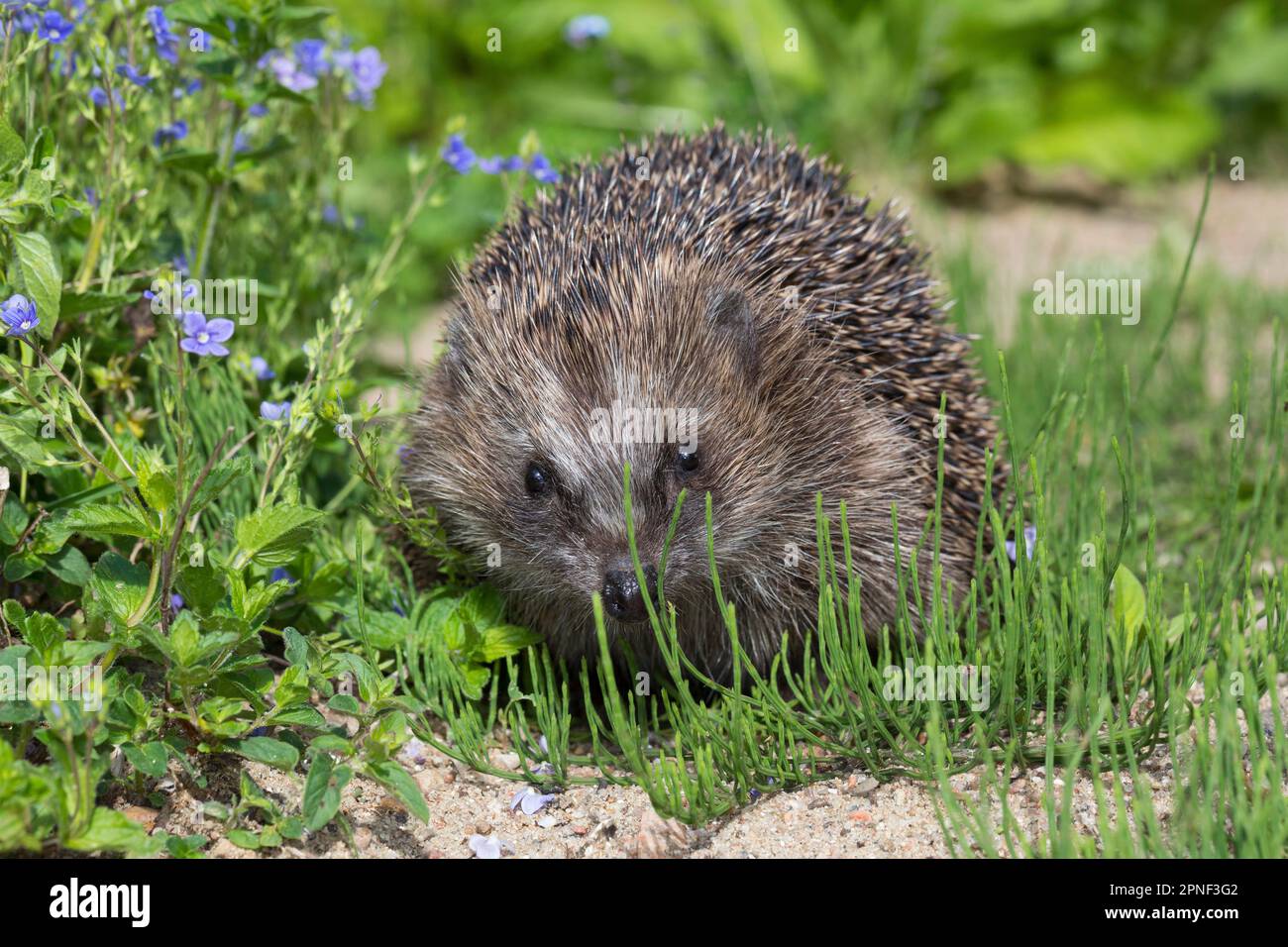 Riccio occidentale, riccio europeo (Erinaceus europaeus), vista frontale, con speedwell, Germania Foto Stock