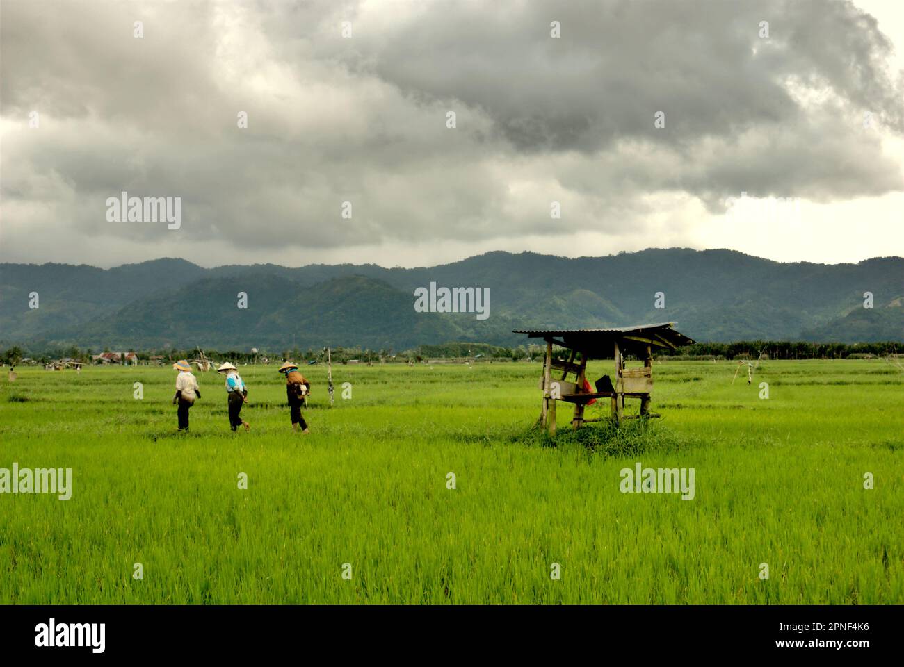 Donne contadine che camminano attraverso risaie situate vicino a Tondano City e Lago Tondano a Minahasa, Nord Sulawesi, Indonesia. Per i paesi in via di sviluppo, gli approcci agroecologici potrebbero affrontare le sfide del cambiamento climatico e la sicurezza alimentare, secondo la relazione del 2023 pubblicata dal Gruppo intergovernativo sui cambiamenti climatici (IPCC), intitolata "cambiamenti climatici 2022: Impatti, adattamento e vulnerabilità”. Considerando che le risaie di riso sono una delle principali fonti di metano, l'uso di biochar è stato proposto come strategia potenziale per ridurre le emissioni di gas a effetto serra dai suoli, ... Foto Stock