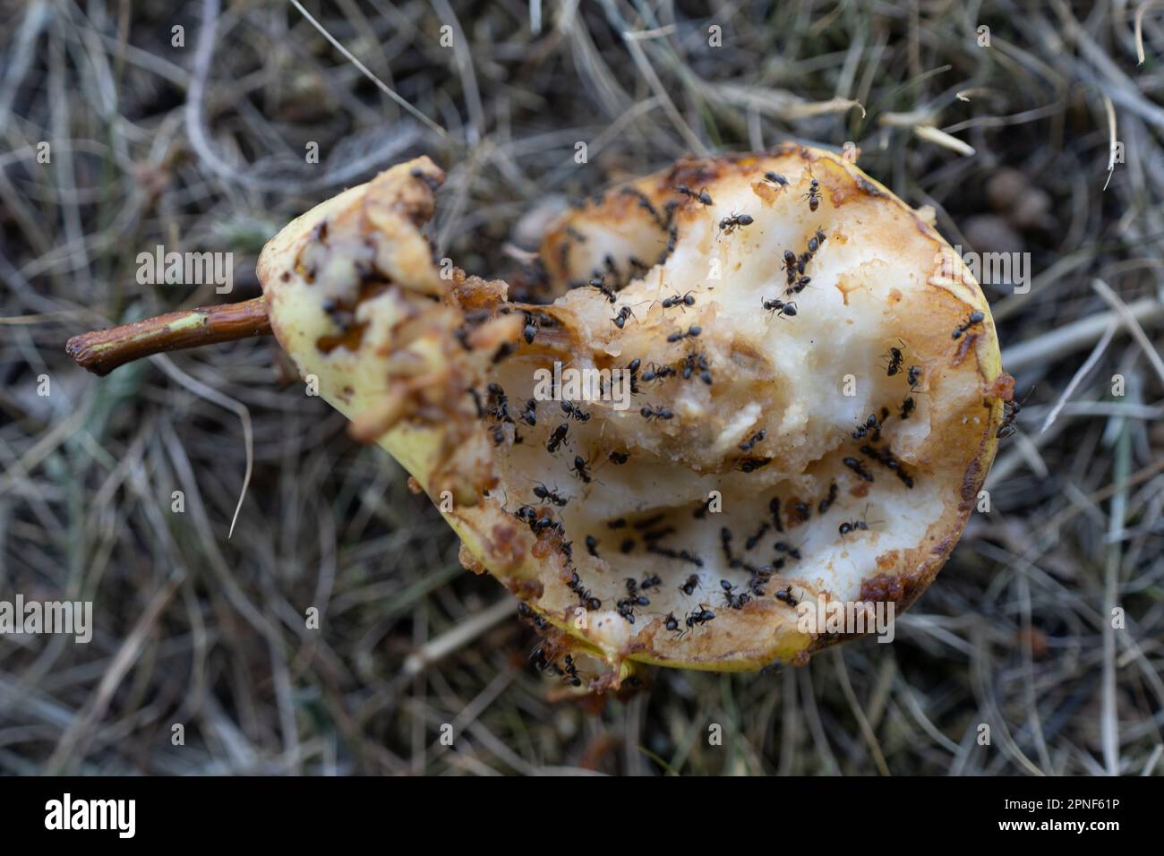 Metà pera giace sul terreno ed è piena di piccole formiche della famiglia Formicidae. Le formiche strisciare sulla pera e raccogliere cibo. Foto Stock