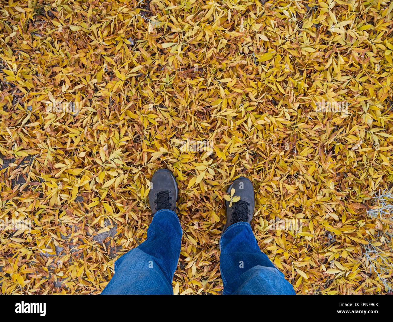 Stati Uniti, New Mexico, Santa Fe, uomo in jeans blu in piedi in foglie gialle cadute Foto Stock