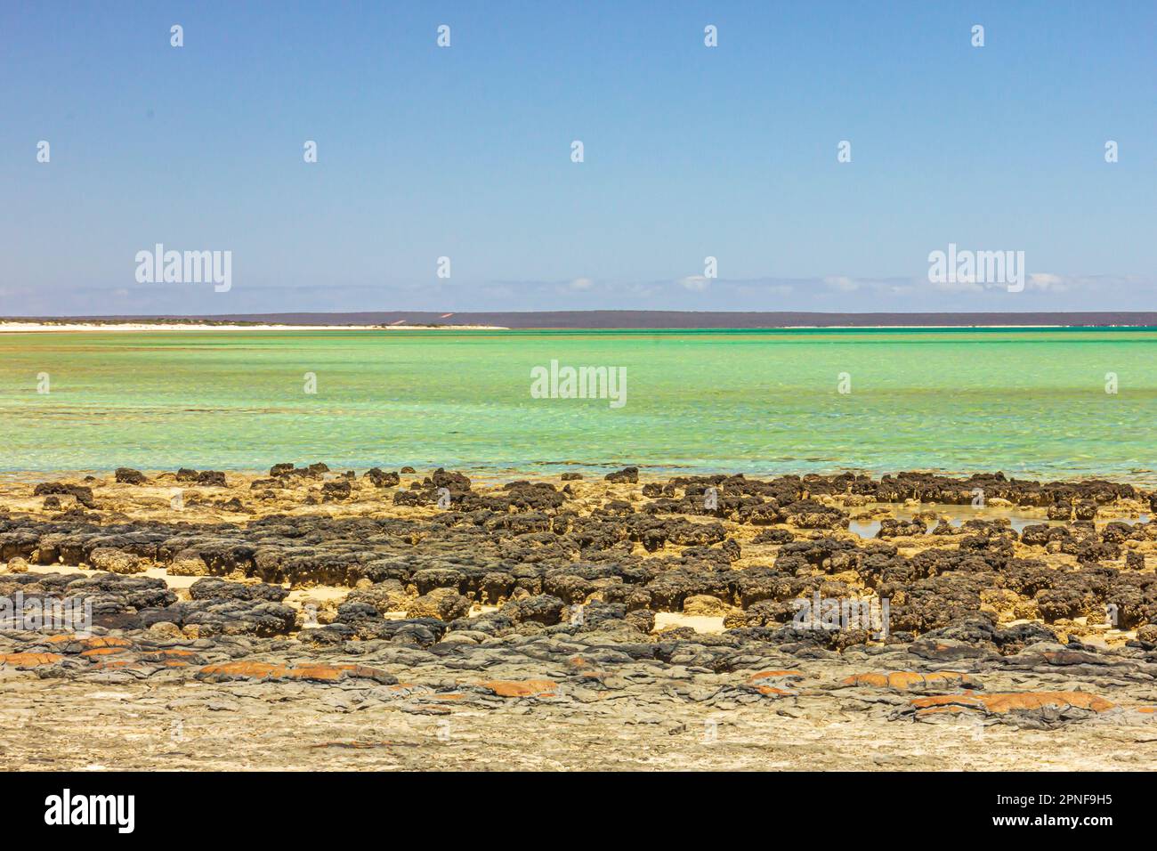 Vista delle formazioni stromatoliti, la più antica forma di vita che, a scorcio, assomiglia a pezzi di rocce nella piscina Hamelin a Shark Bay, Australia Occidentale. Foto Stock