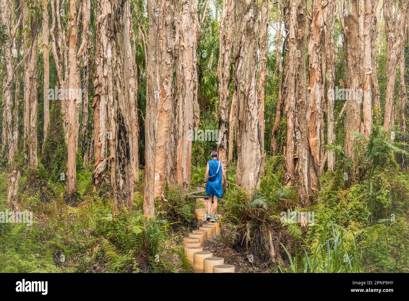 Australia, Queensland, Agnes Water, Woman Walking sul lungomare nella foresta Foto Stock