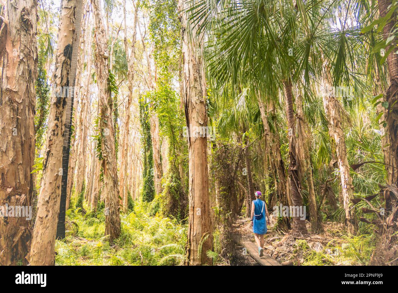 Australia, Queensland, Agnes Water, Woman Walking sul lungomare nella foresta Foto Stock