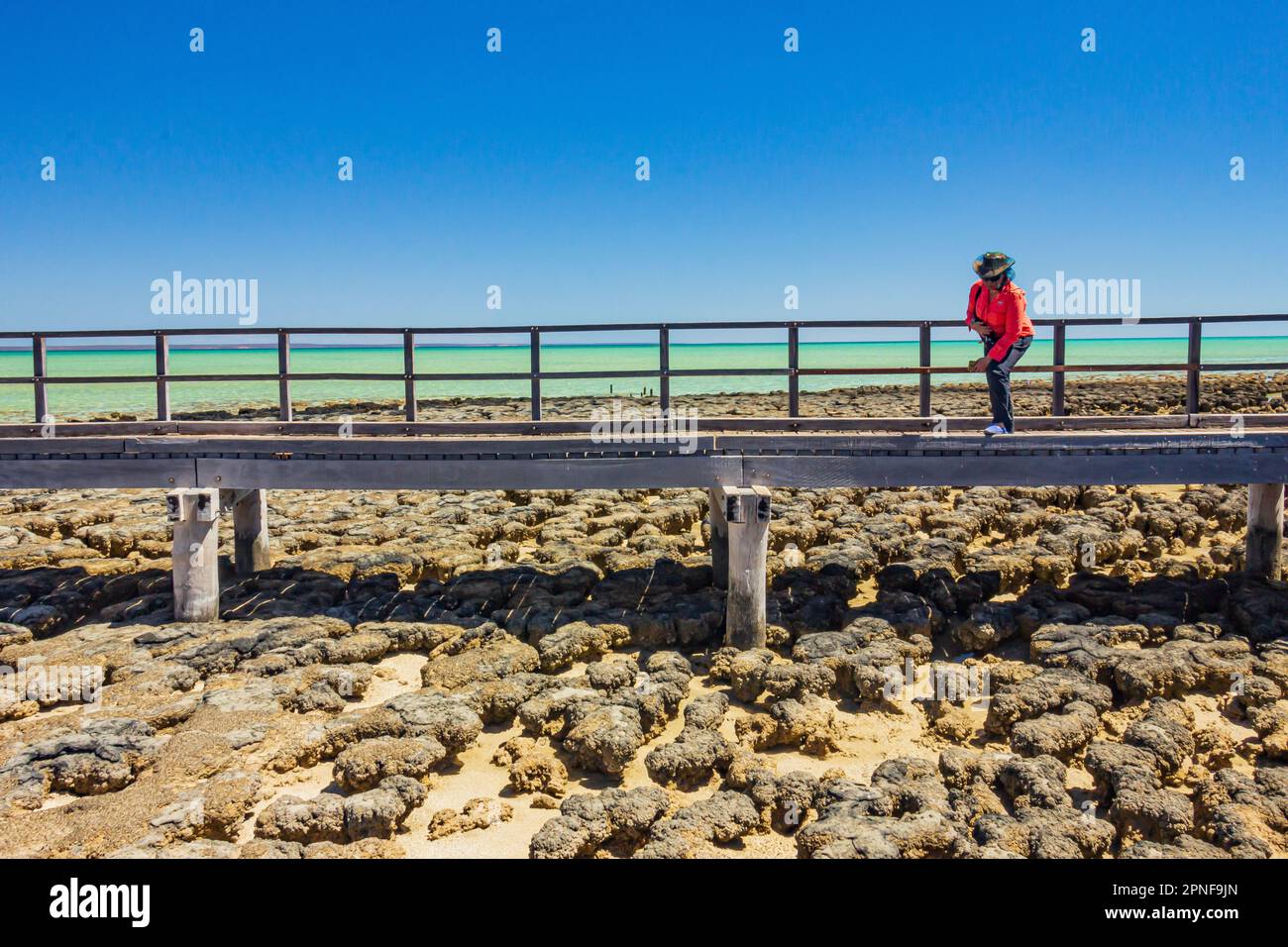 Passerella sugli stromatoliti, la forma di vita più antica della terra a Hamelin Pool nella regione di Shark Bay dell'Australia Occidentale, Australia. Foto Stock