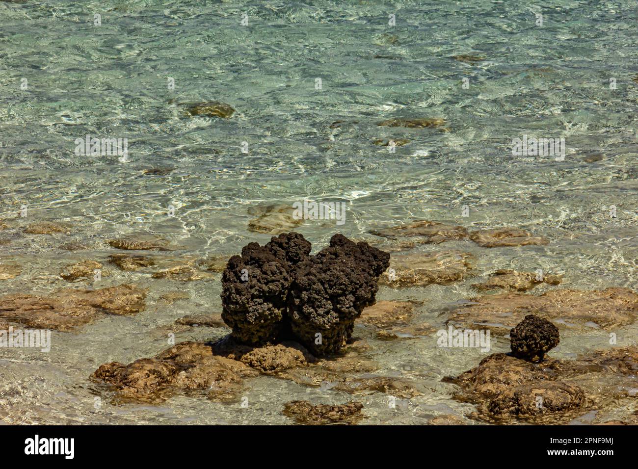 Gli stromatoliti, la vita vivente più antica della terra, si trovano nelle acque poco profonde della piscina Hamelin a Shark Bay, Australia Occidentale, Australia. Foto Stock