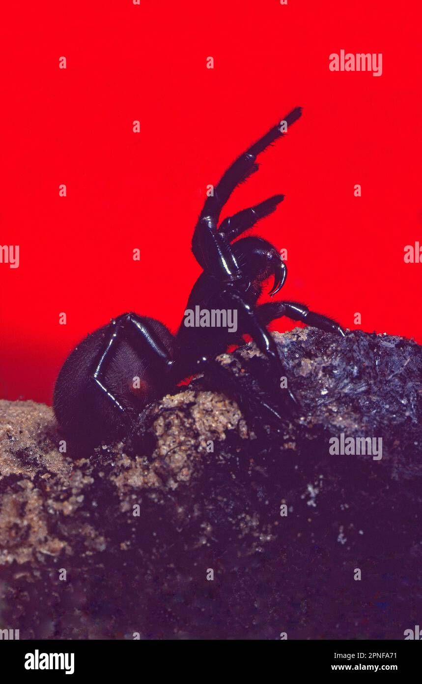 ATRAX Robustus, il ragno a rete a imbuto di Sydney. reputato essere il ragno più velenoso del mondo Foto Stock