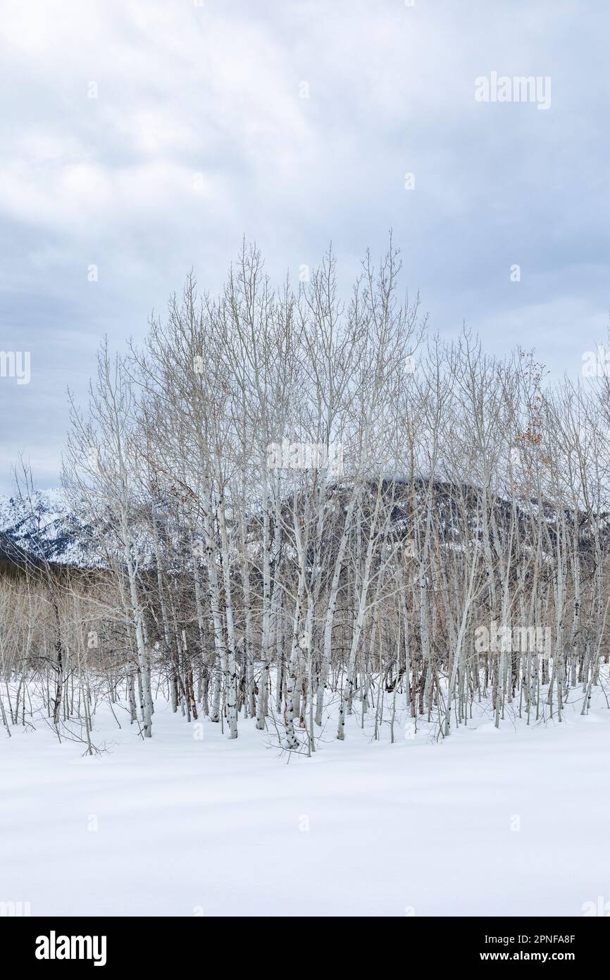 Stati Uniti, Idaho, Sun Valley, boschetto di alberi di aspen in inverno Foto Stock