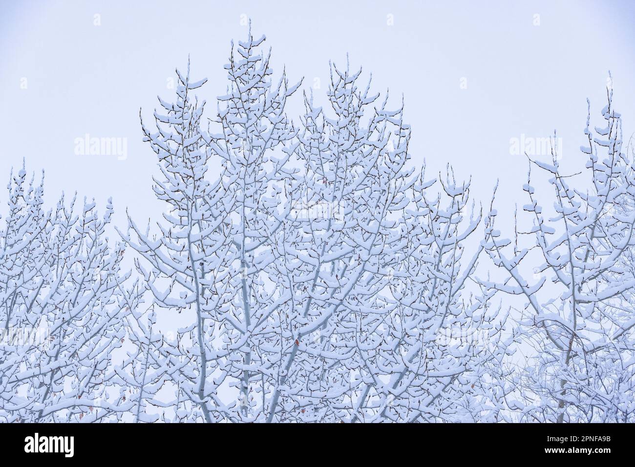 Neve fresca sui rami di alberi Foto Stock