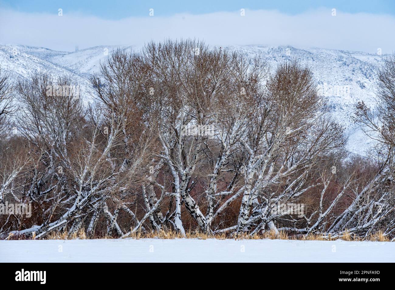 Stati Uniti, Idaho, Bellevue, Grove of Trees in inverno Foto Stock
