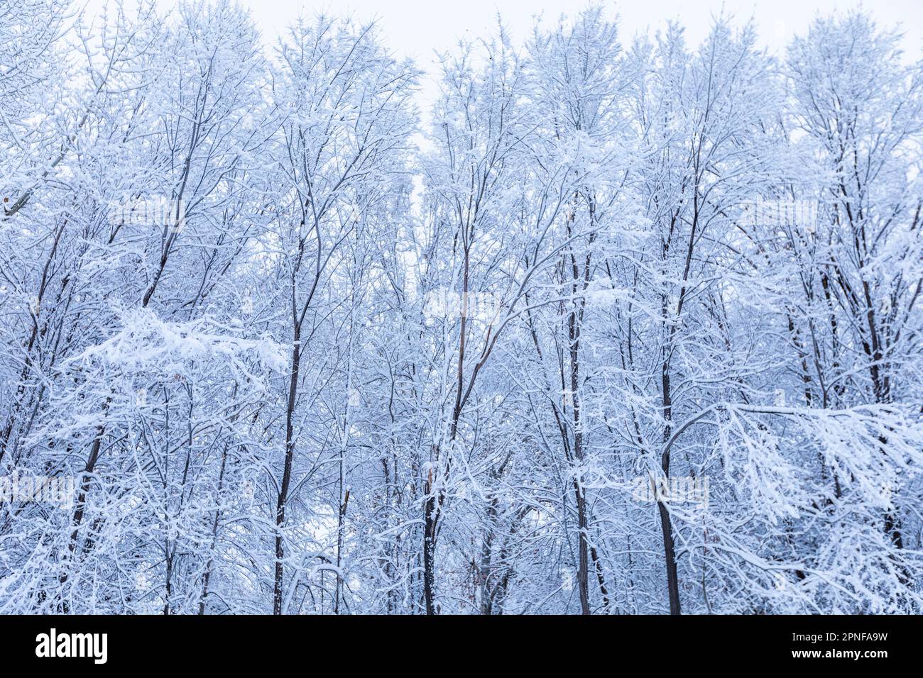 Alberi ricoperti di neve fresca Foto Stock