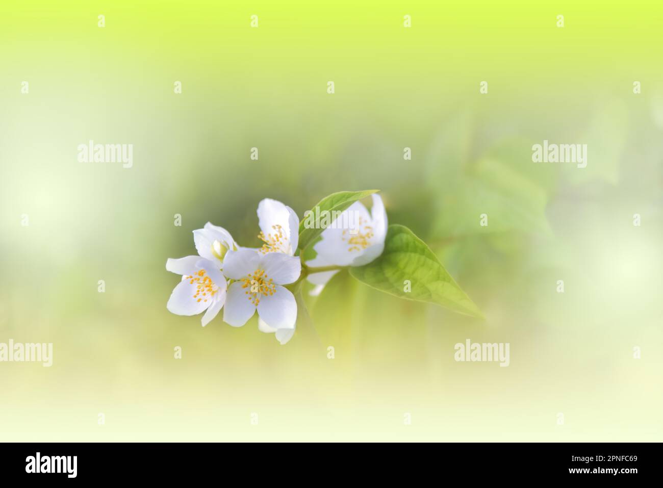 Bella Macro Photo.Jasmine Flowers.Floral Art Design.Close up Photography.Conceptual Abstract Image.Green background.Wedding Invitation.Aroma. Foto Stock