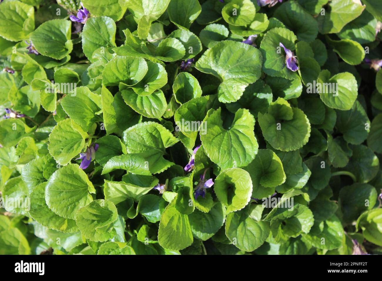 violette nella marcia in giardino Foto Stock