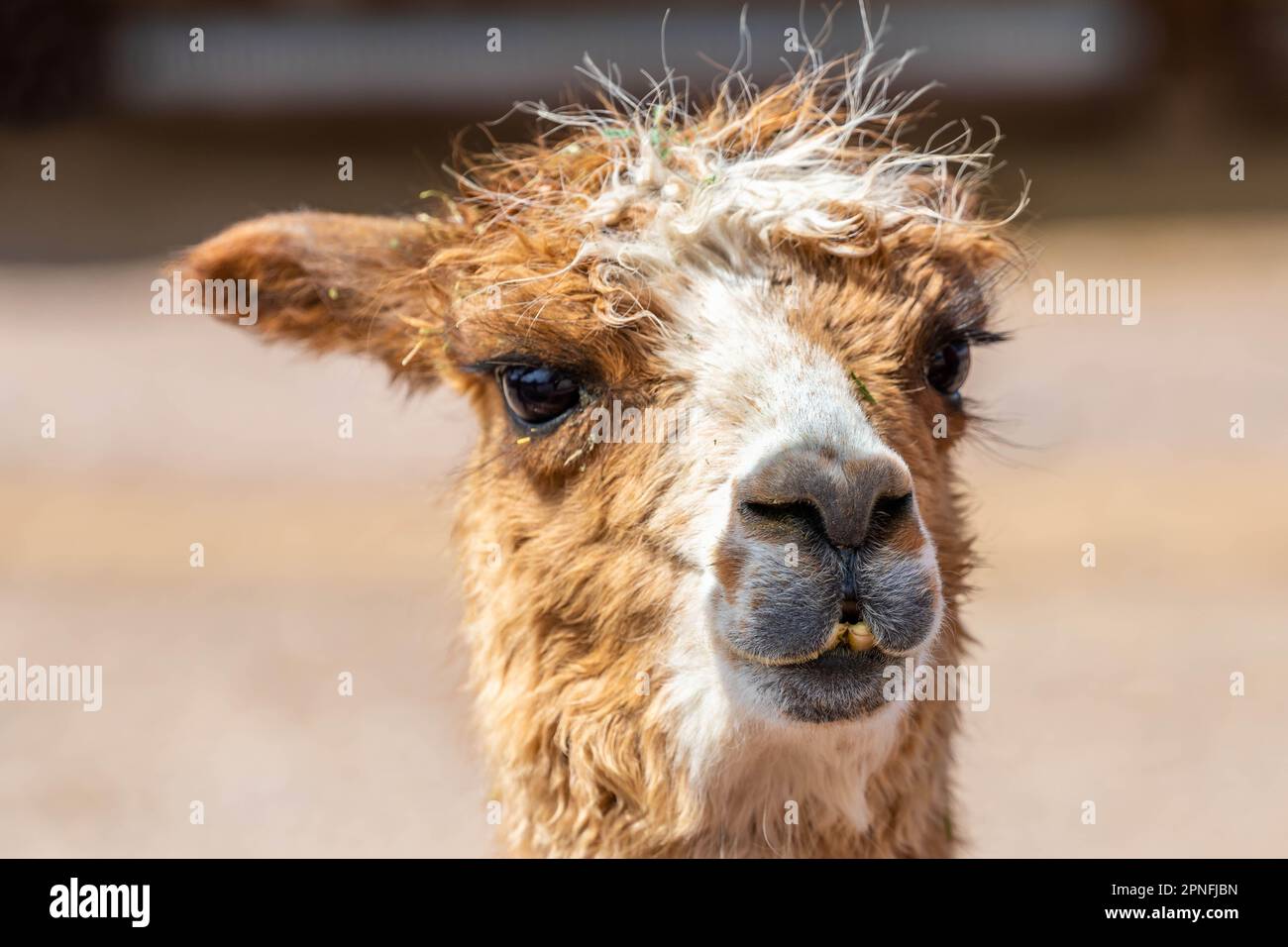 Un alpaca nel campo di Terry Bison Ranch, Wyoming Foto Stock