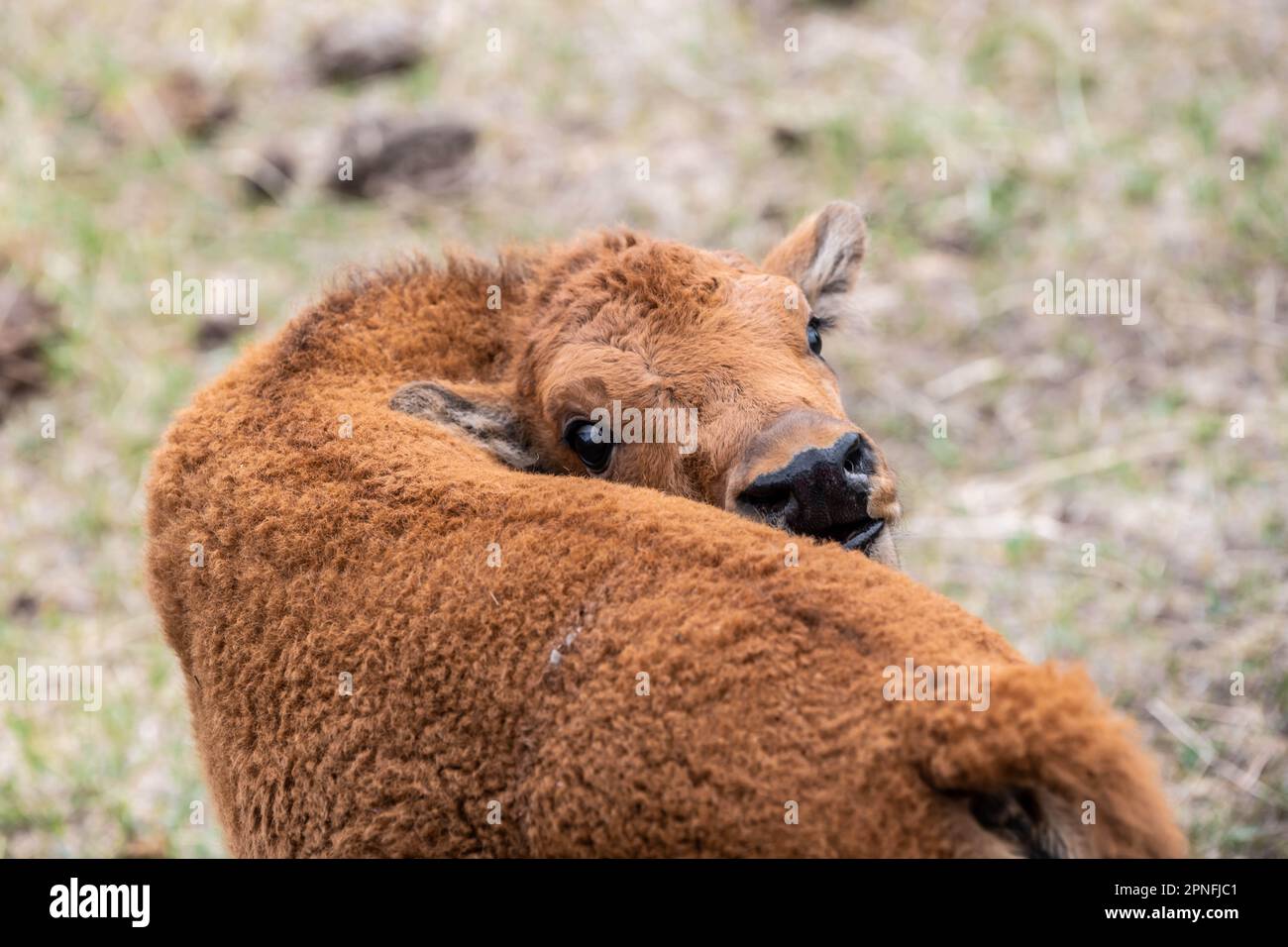 Un cane rosso nel campo di Terry Bison Ranch, Wyoming Foto Stock
