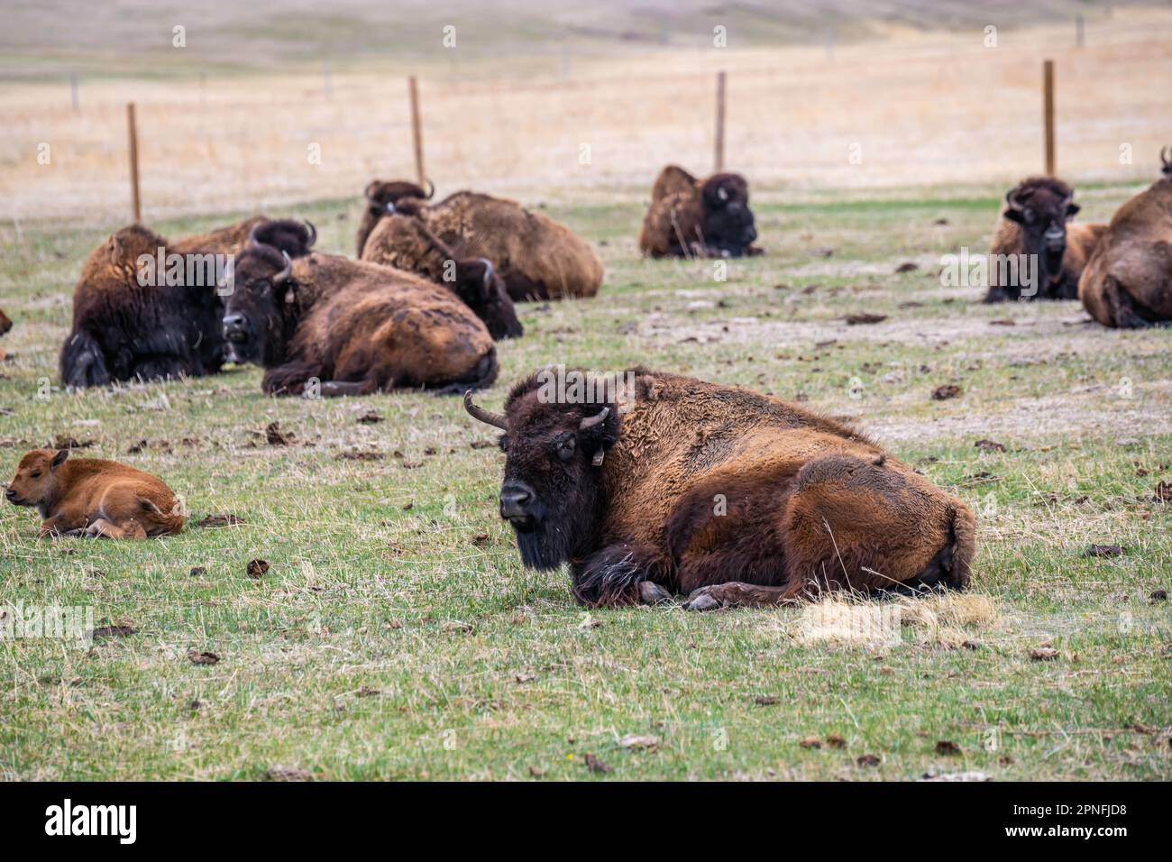 Bisonte americano nel campo di Terry Bison Ranch, Wyoming Foto Stock
