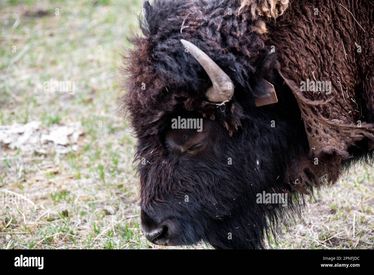 Bisonte americano nel campo di Terry Bison Ranch, Wyoming Foto Stock