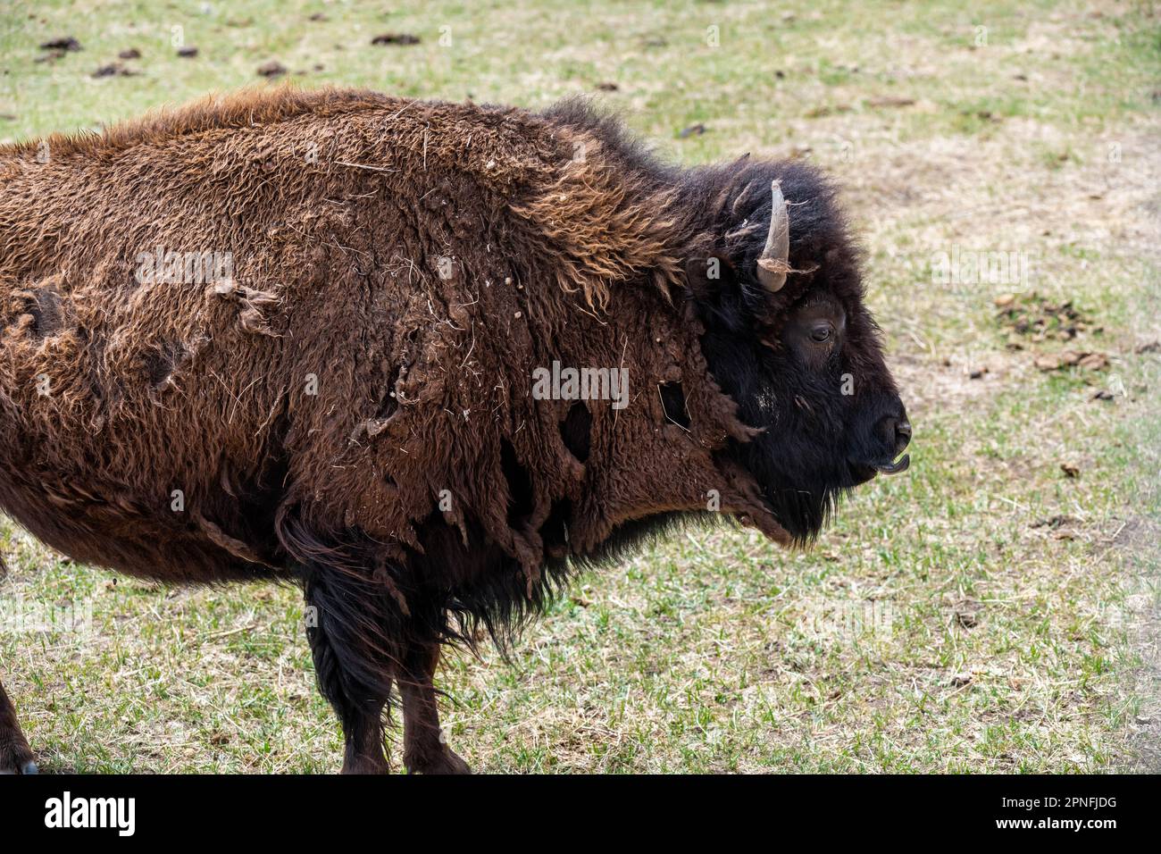 Bisonte americano nel campo di Terry Bison Ranch, Wyoming Foto Stock
