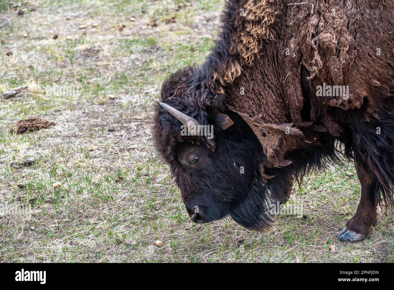 Bisonte americano nel campo di Terry Bison Ranch, Wyoming Foto Stock