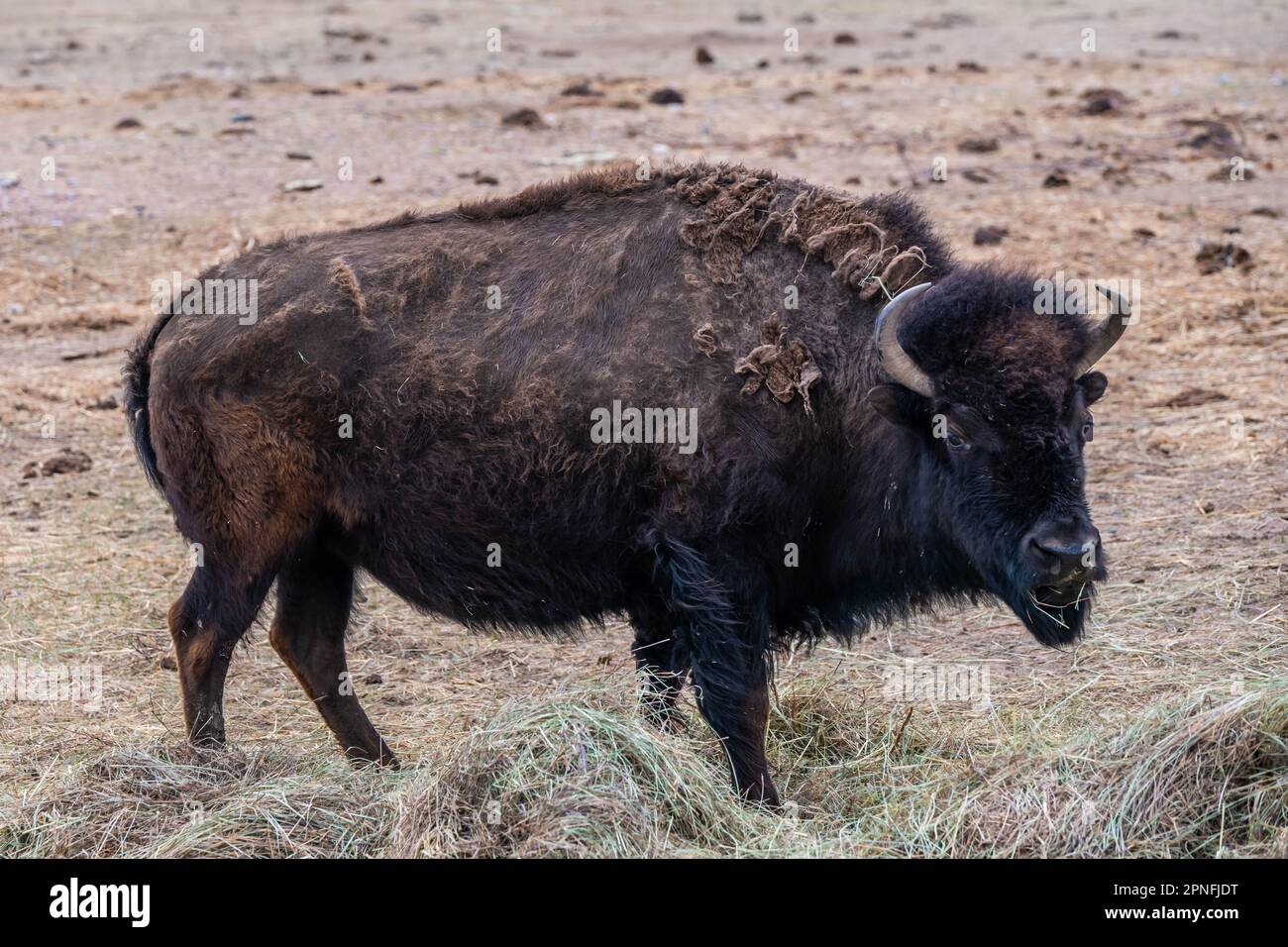 Bisonte americano nel campo di Terry Bison Ranch, Wyoming Foto Stock