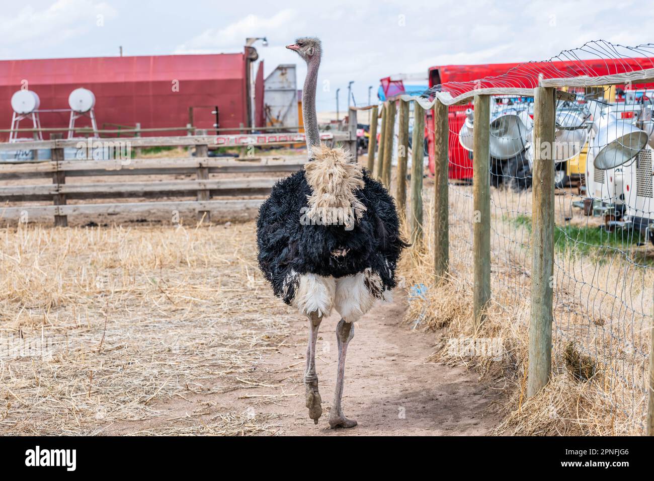 Un enorme struzzo marrone a Terry Bison Ranch, Wyoming Foto Stock