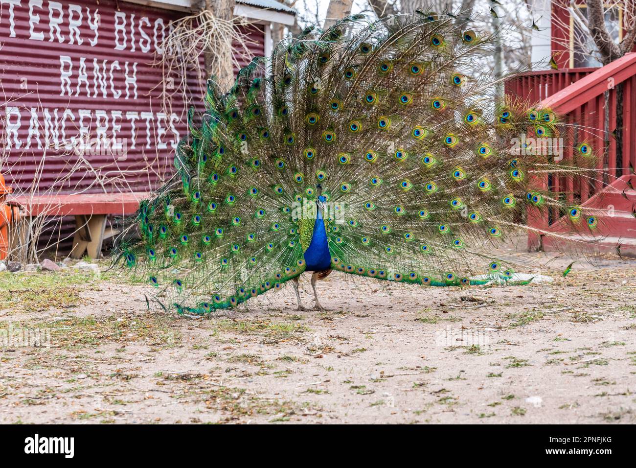 Un pavone blu e verde a Terry Bison Ranch, Wyoming Foto Stock