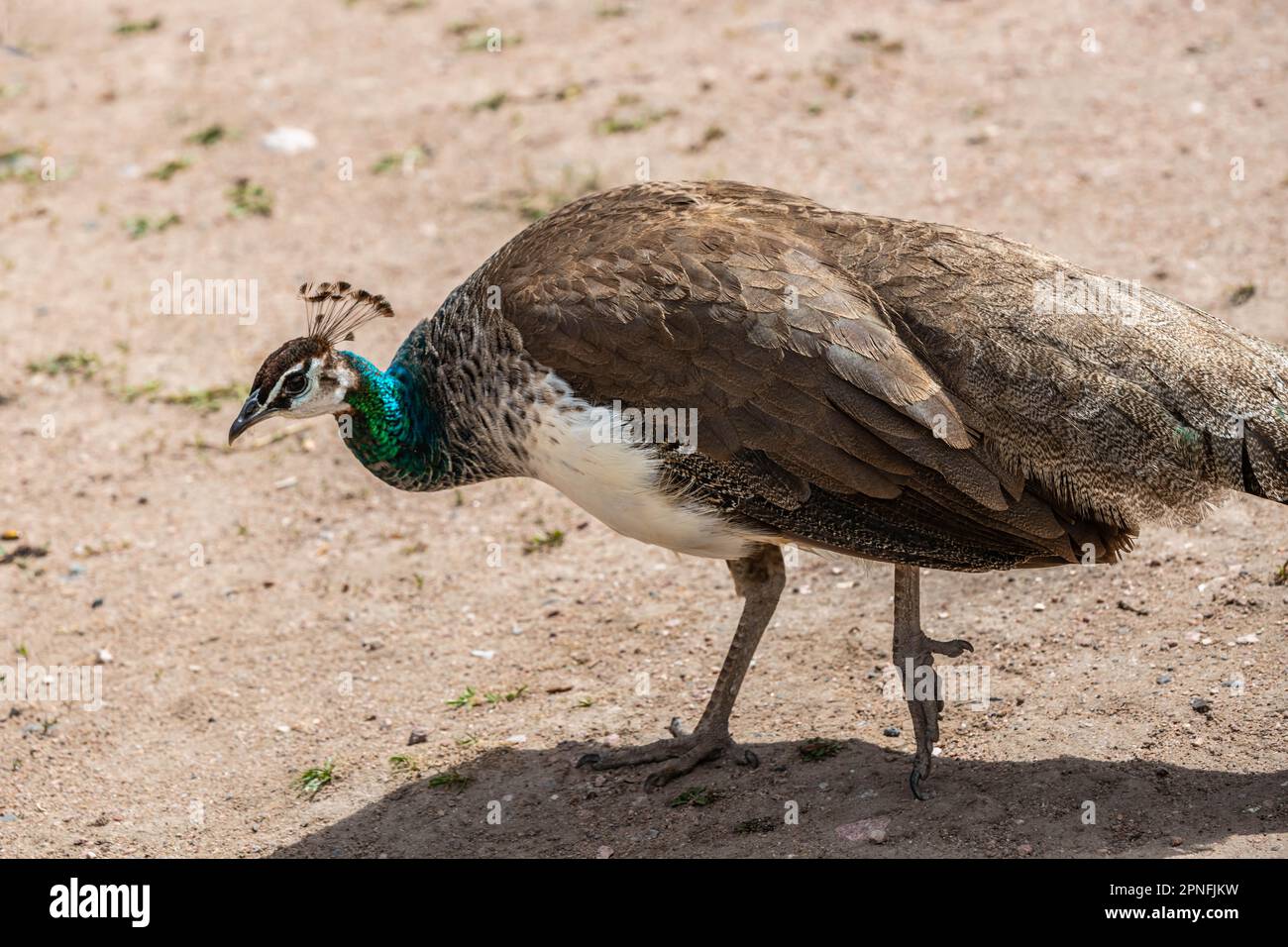 Un pavone blu e verde a Terry Bison Ranch, Wyoming Foto Stock