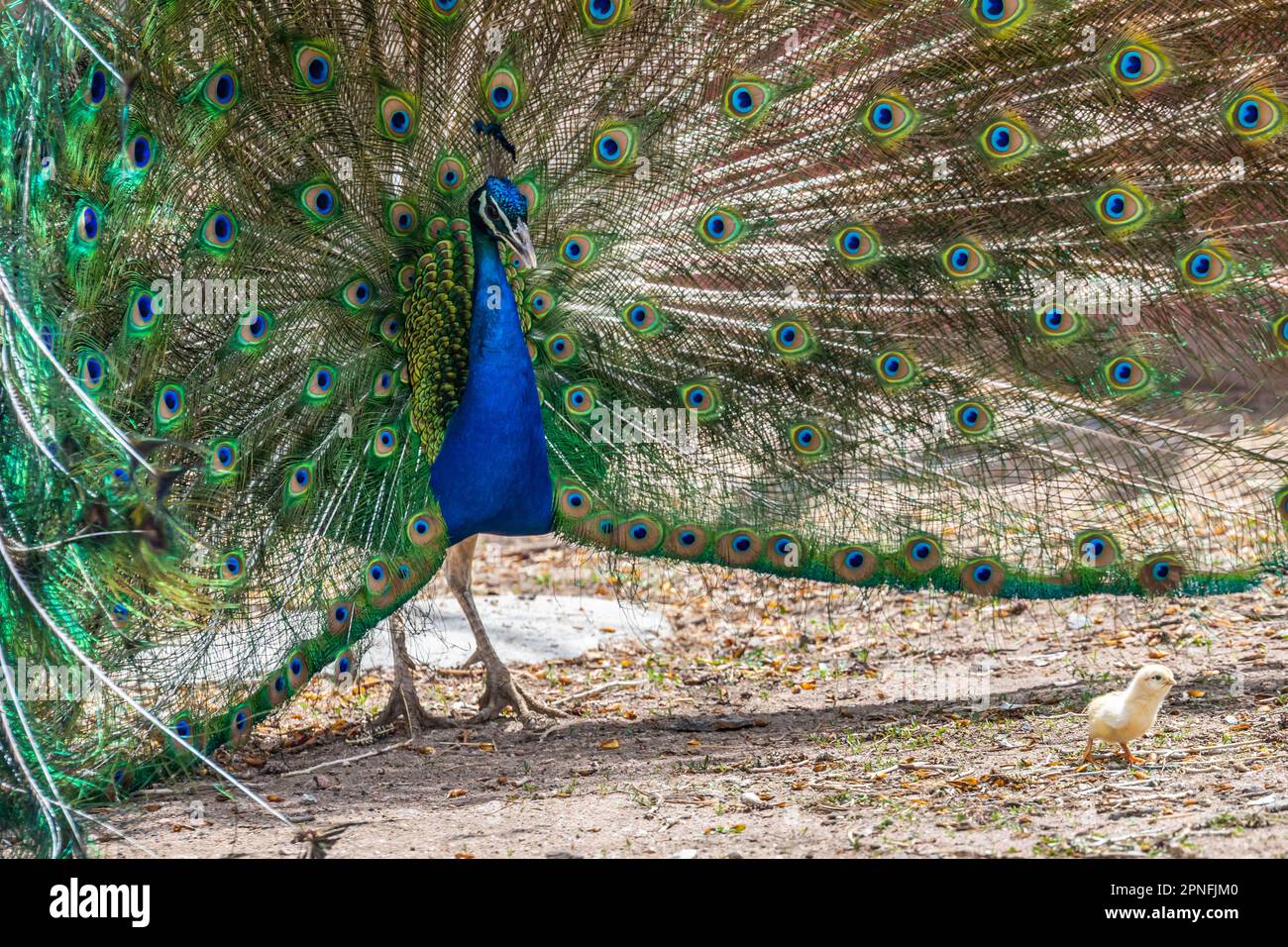 Un pavone blu e verde a Terry Bison Ranch, Wyoming Foto Stock