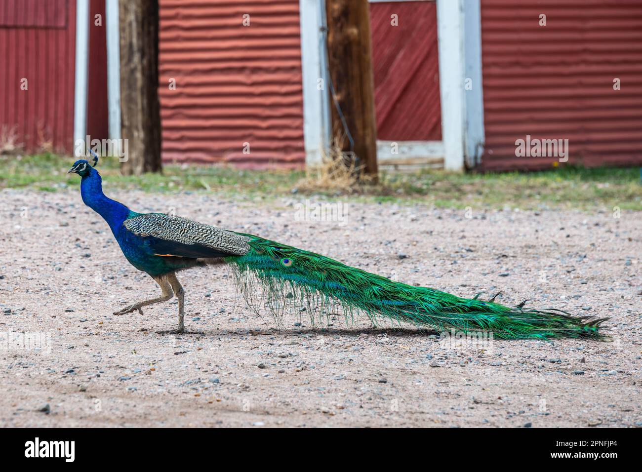 Un pavone blu e verde a Terry Bison Ranch, Wyoming Foto Stock