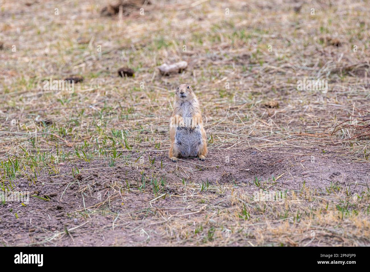 Un cane di prateria a Terry Bison Ranch, Wyoming Foto Stock