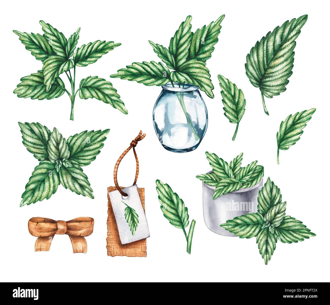 Menta acquerello in un vaso, in una ciotola, tag e foglie. Clipart acquerello menta isolata su sfondo bianco per la progettazione di imballaggi, tessuti, cartoncini, tag Foto Stock