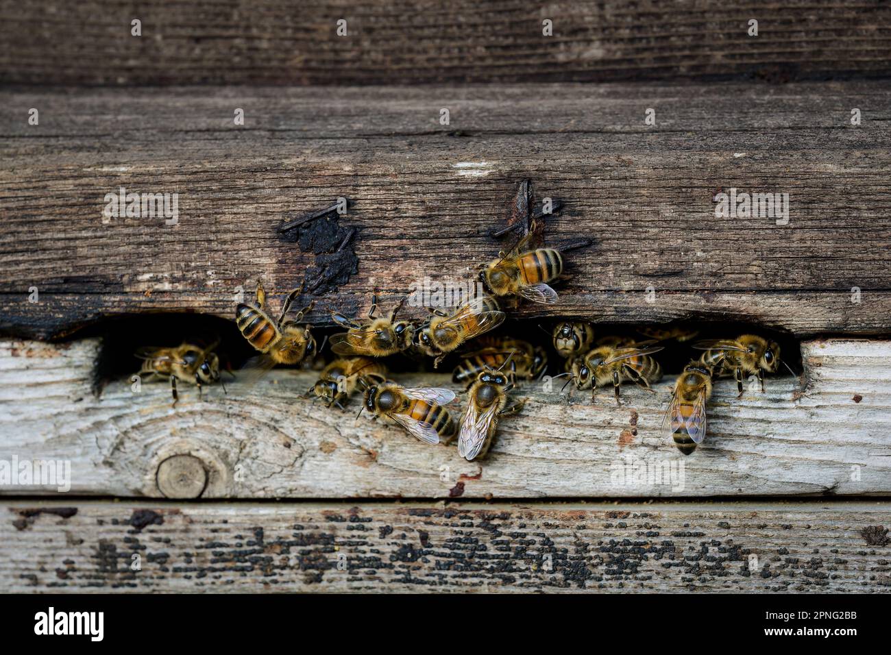 Un gruppo di api da miele europee si sono ammucchiate intorno all'ingresso dell'alveare in una giornata fredda. Norfolk settentrionale, Regno Unito Foto Stock