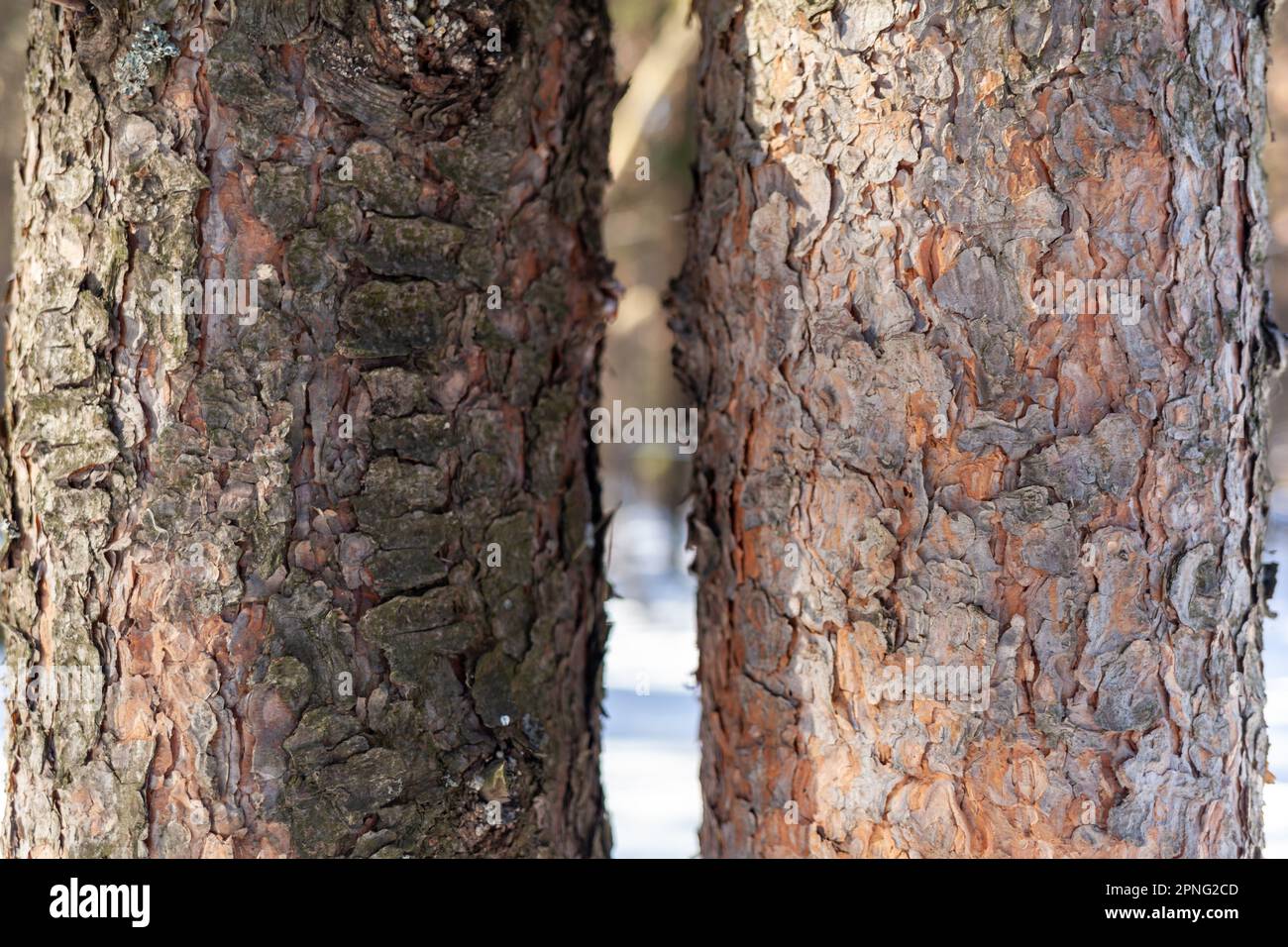 Una foto ravvicinata di un tronco d'albero. Sullo sfondo è presente una foresta e spazio libero per il testo. La corteccia del tronco è infetta da parassiti. Corteccia des Foto Stock