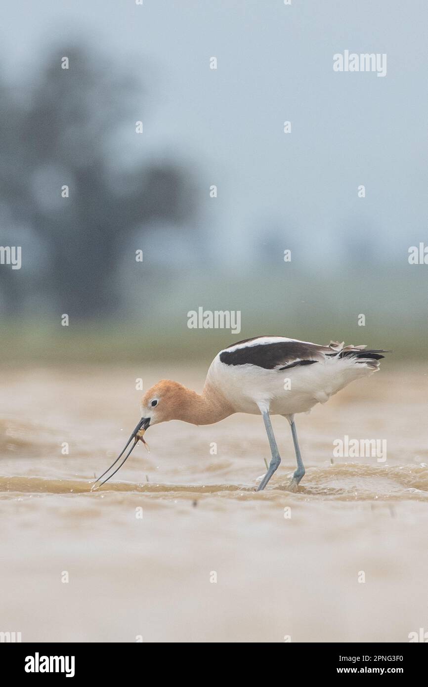 Avocet americano (Recurvirostra americana) mangiare un gambero di tadpole vernale piscina in pericolo (Lepidurus packardi) nella valle centrale della California. Foto Stock