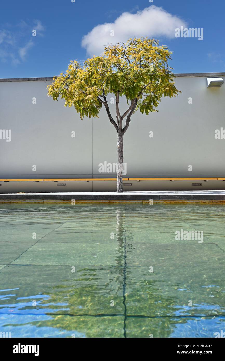 Albero e riflessioni piscina, South Coast Plaza, Costa Mesa, California. Foto Stock