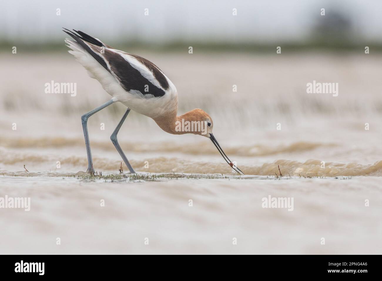 Avocet americano (Recurvirostra americana) mangiare un gambero di tadpole vernale piscina in pericolo (Lepidurus packardi) nella valle centrale della California. Foto Stock