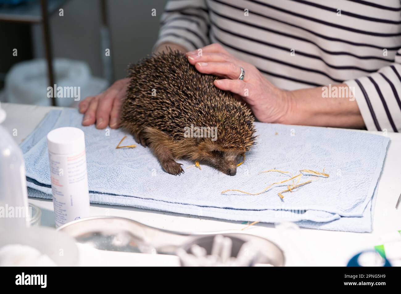 Riccio europeo (Erinaceus europaeus), benessere pratico degli animali, esame di ammissione al santuario dei ricci, Wuppertal, Renania settentrionale-Vestfalia Foto Stock