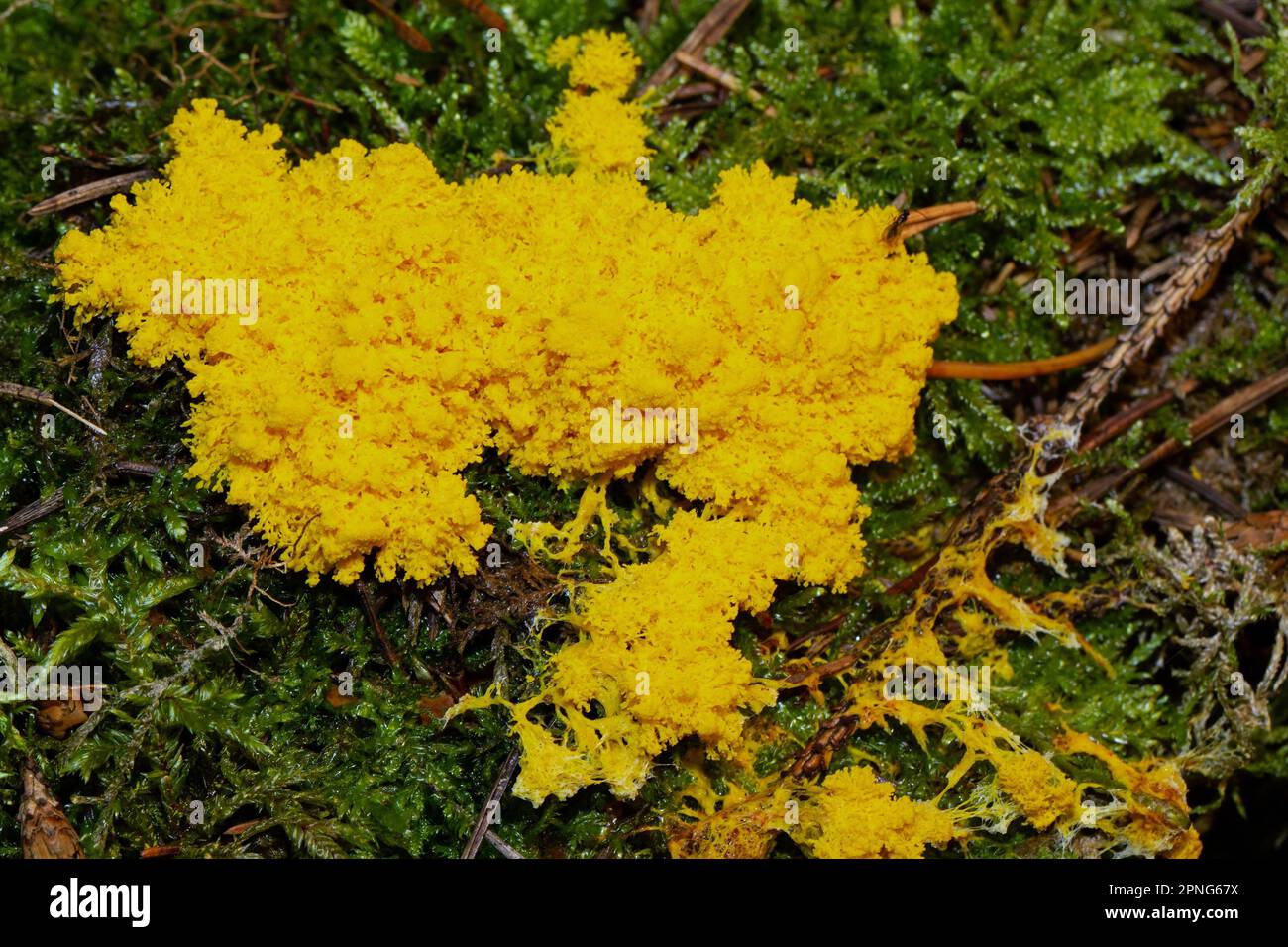 Giallo marrone fiore fruttato corpo limone giallo schiuma-come formazione sul muschio verde Foto Stock