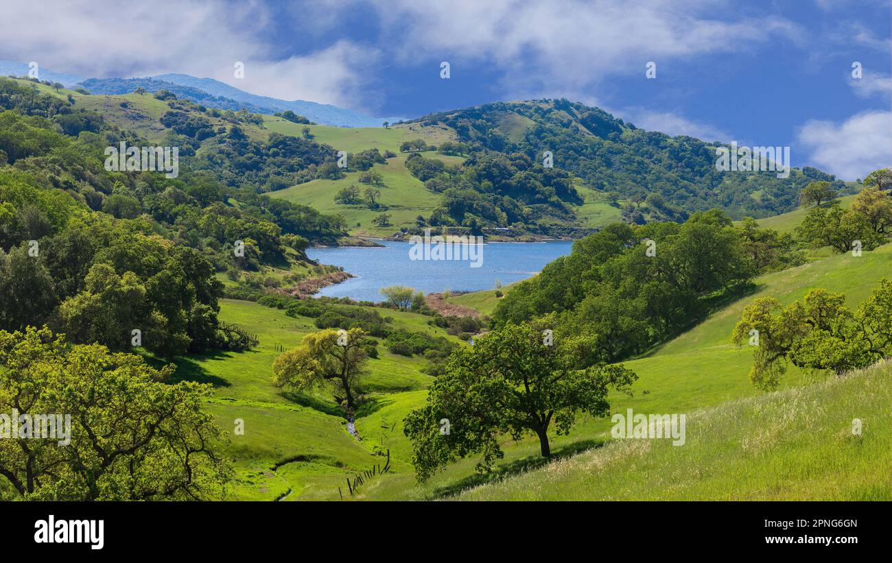 Calero Reservoir con Foresta di quercia verde di Lushi e praterie. Calero County Park, Santa Clara County, California, Stati Uniti. Foto Stock
