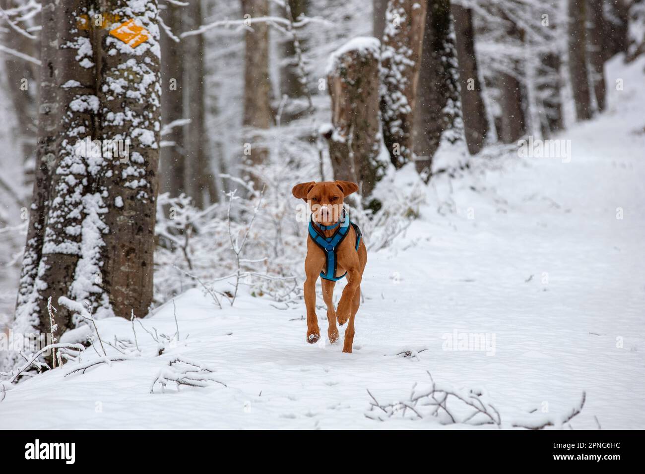 Roevidszoru Magyar Vizsla, cane ungherese a pelo corto, che corre nella neve, Belchenflue, Solothurn, Svizzera Foto Stock