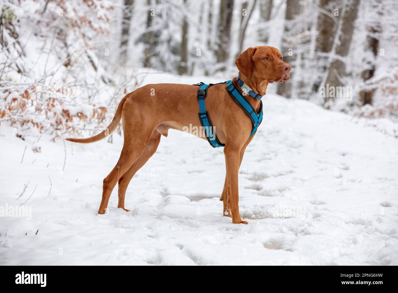 Roevidszoru Magyar Vizsla, cane a capelli corti ungherese, ritratto nella neve, Belchenflue, Solothurn, Svizzera Foto Stock