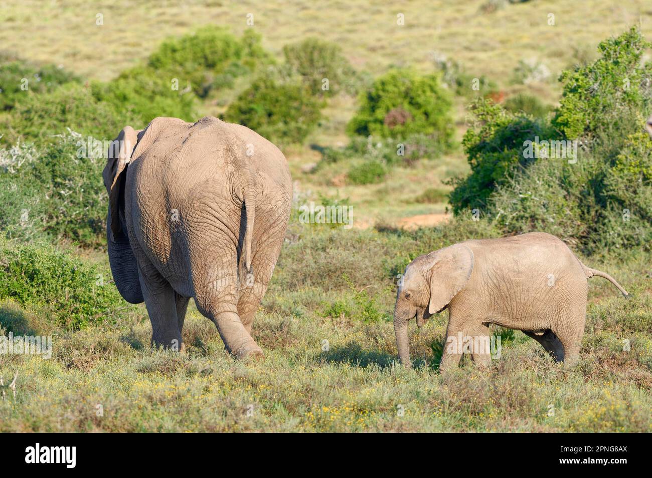 Elefanti africani di cespuglio (Loxodonta africana), bambino elefante con la madre che foreggia nella prateria, Addo Elephant National Park, Capo Orientale, Sud Foto Stock