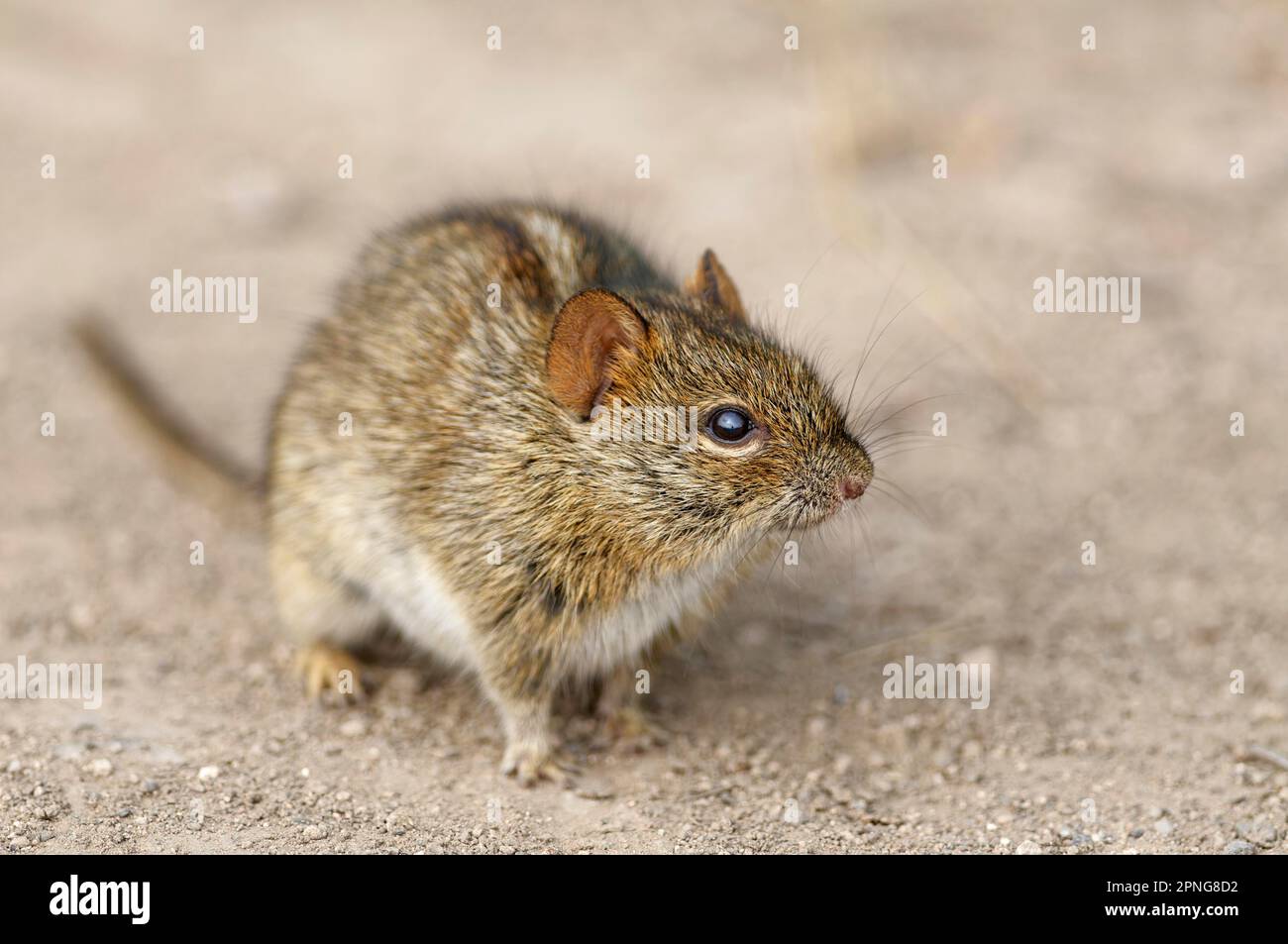 Topo d'erba a quattro righe (Rhabdomys pumilio), adulto, ritratto animale, Addo Elephant National Park, Eastern Cape, Sudafrica, Africa Foto Stock