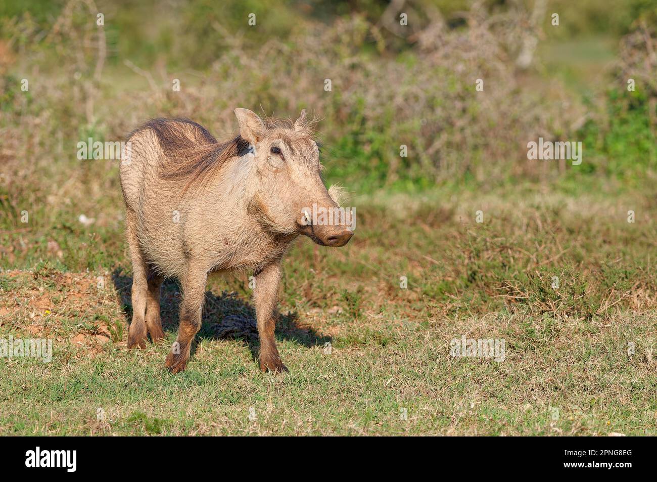 Warthog comune (Phacochoerus africanus) in piedi nella prateria, Addo Elephant National Park, Capo orientale, Sud Africa, Africa Foto Stock