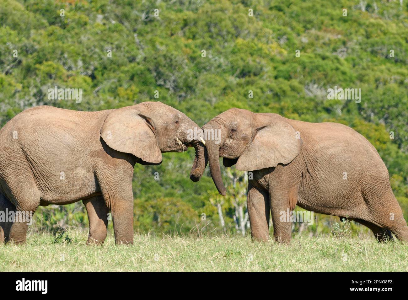 Elefanti africani del cespuglio (Loxodonta africana), due elefanti maschi faccia a faccia, combattendo nella prateria, Parco Nazionale degli Elefanti Addo, Capo Orientale Foto Stock